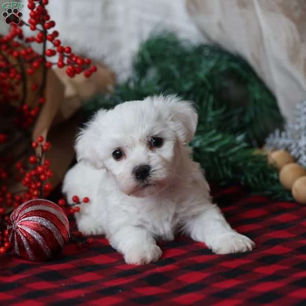 Twinkle, Bichon Frise Puppy